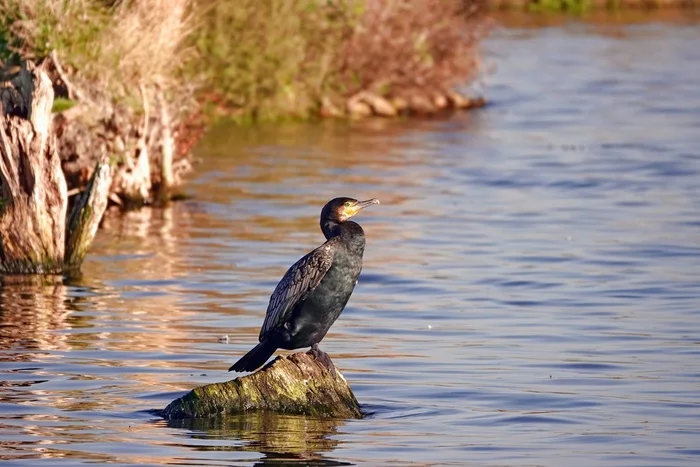 Cormorant - My, The photo, Netherlands (Holland), Nature, Birds