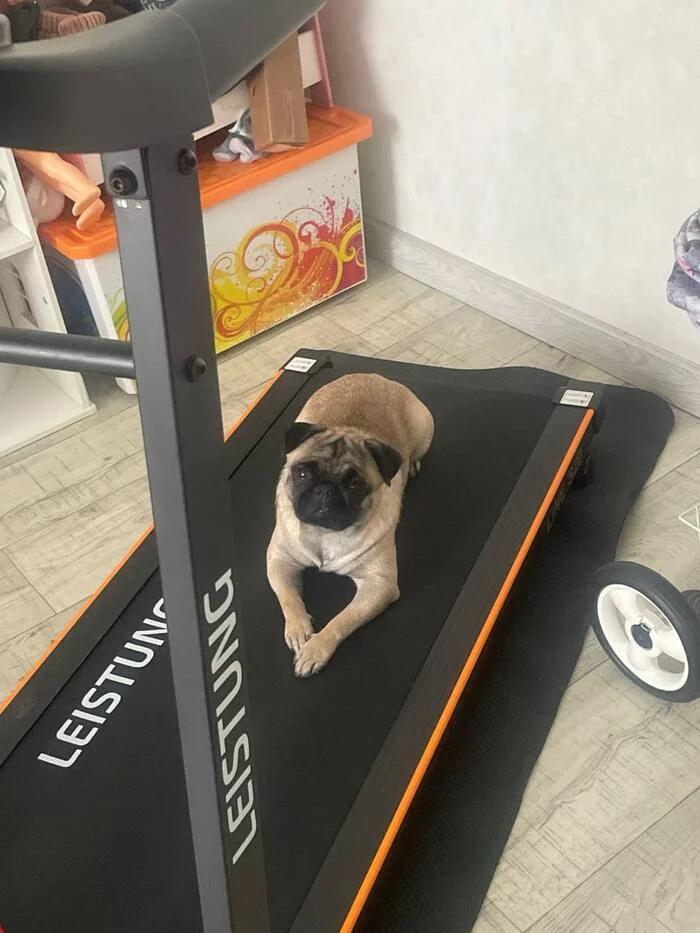 My Friday Sportswoman - My, Pug, Dog, Sport, Treadmill, Healthy lifestyle, Health