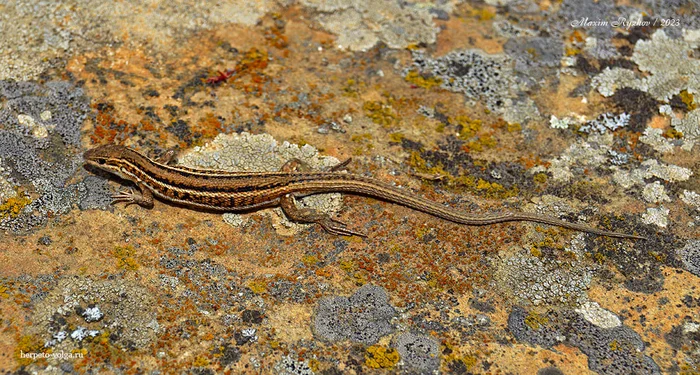 Slender snakehead (Ophisops elegans) - My, Rare view, Reptiles, Lizard, Herpetology, Dagestan, Longpost