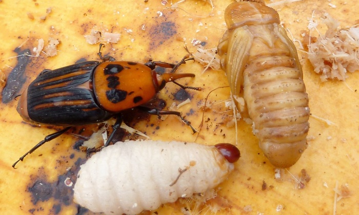 Фото из интернета. Сверху Долгоносик, снизу личинка.