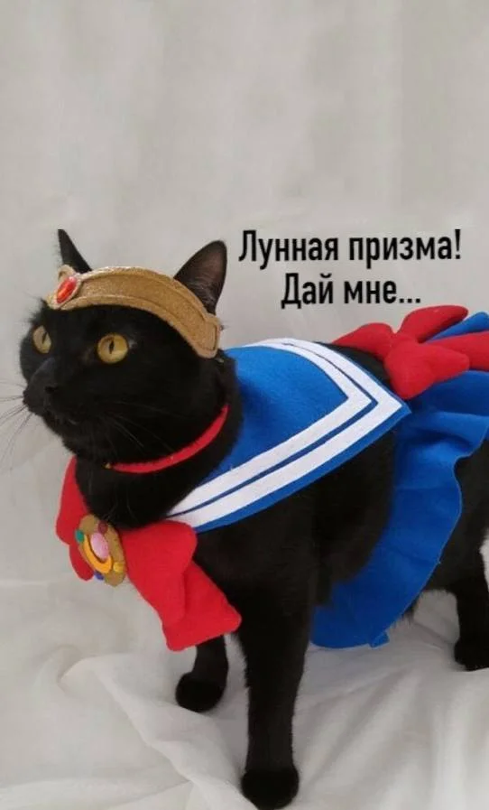 Briefly about my current situation - cat, Fluffy, Funny animals, Humor, Cosplay, lunar prism, Fat cats, Pet the cat, Longpost, Black cat, Sailor Moon, Costume, Picture with text, My master is an idiot