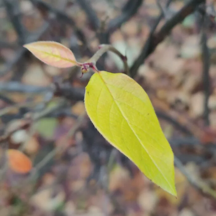 Autumn colours - Psychology, Person, Psychological help, Emotions, The senses, Autumn, Walk, Town, Nature, Leaves, Paints, Creation, Liberty, Calmness, Happiness, Love, beauty, A life, People, Self-development, Longpost