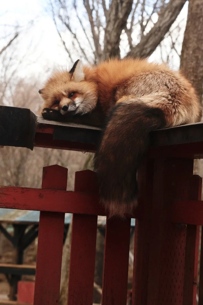 Evil spirits will not pass by the furry guardian of the temple - The photo, Fox, Fluffy, Japan, Animals, In the animal world, Temple, Kitsune