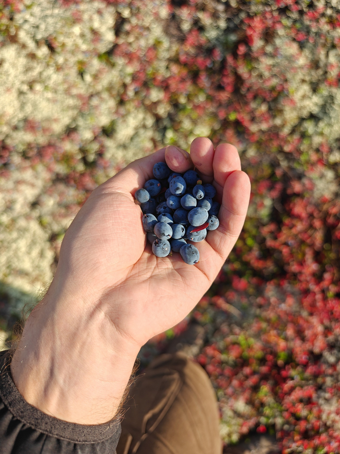 Гонобобель