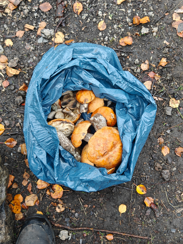 Наш грибной урожай