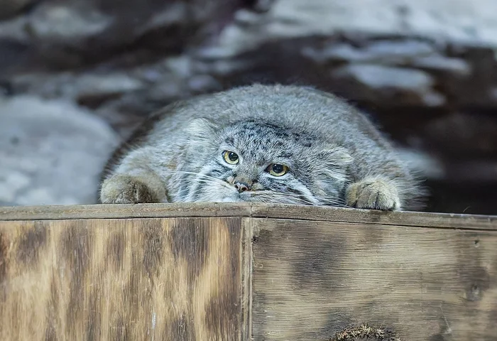 What an endless day... - Wild animals, Zoo, Predatory animals, Cat family, Pallas' cat, Small cats