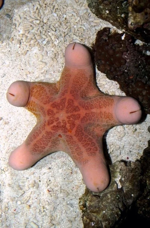 There are no seven wings, it's a starfish - Starfish, Marine life