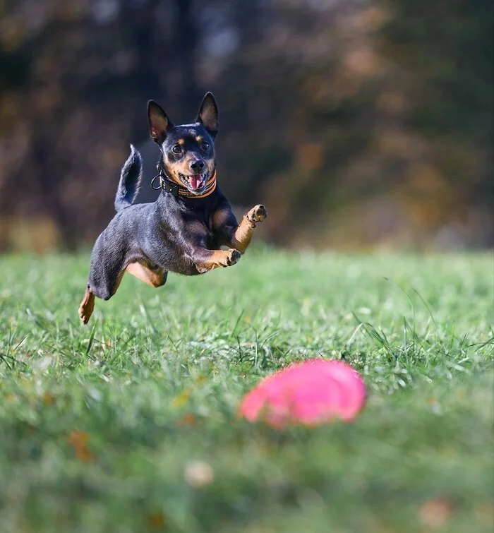 Handsome Loki, AGT in wool at the Frisbee competition - Crossposting, Pikabu publish bot, Dog