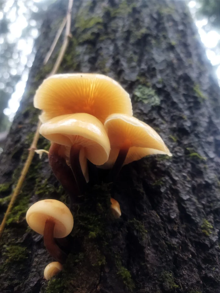 Mushroom November and pies - My, Mushrooms, Forest, Autumn, Longpost, Silent hunt, Bakery products, The photo