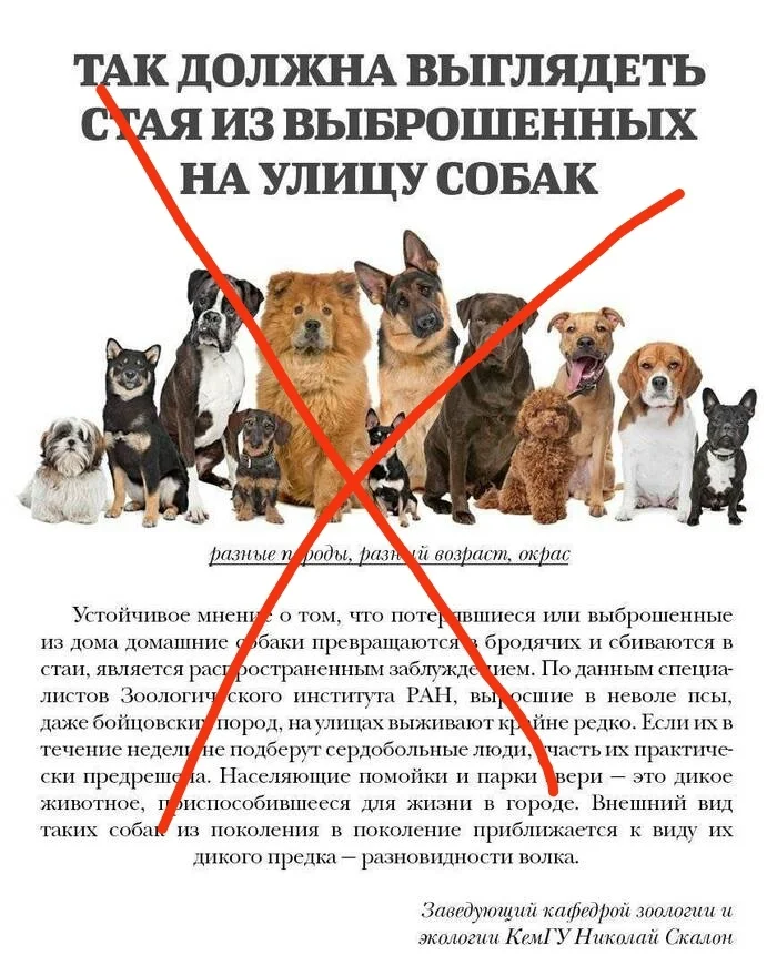 А я вам сейчас расскажу откуда собаки на улице - Моё, Бродячие собаки, Радикальная зоозащита