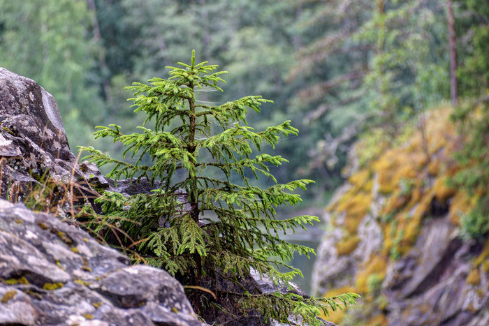 (<a href="https://pikabu.ru/story/vodopad_kivach_12004659?u=https%3A%2F%2Fcommons.wikimedia.org%2Fwiki%2FFile%3AKivach%2C_spruce_P7190604_2200.jpg&t=%D0%BF%D0%BE%D0%BB%D0%BD%D0%BE%D1%80%D0%B0%D0%B7%D0%BC%D0%B5%D1%80&h=8d6040b692ef730a40002f850b86f215204eebb1" title="https://commons.wikimedia.org/wiki/File:Kivach,_spruce_P7190604_2200.jpg" target="_blank" rel="nofollow noopener"></a>)