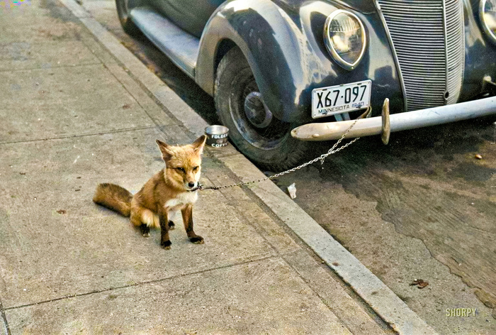 Подборка интересных и необычных фотографий из США. 20 раскрашенных фотографий ХХ века. Часть XI Историческое фото, Старое фото, Фотография, США, 20 век, Колоризация, Длиннопост