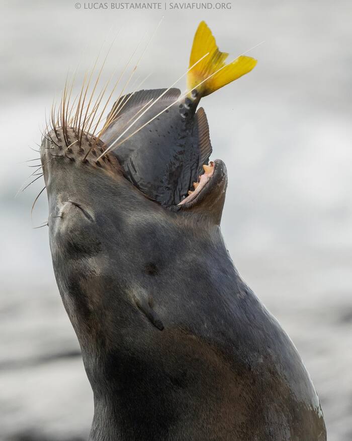 Uhm! - Endangered species, Fur seal, Seal, Pinnipeds, Predatory animals, Wild animals, wildlife, Galapagos Islands, Mining, The photo