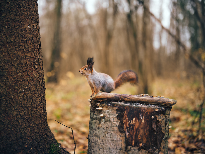 Fujifilm GFX 100 \ Fujifilm GF 55mm f1.7