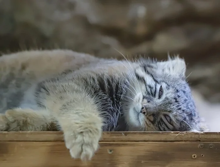 Go to bed already... - Wild animals, Zoo, Predatory animals, Cat family, Pallas' cat, Small cats