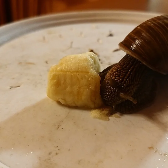 Keeping a Grape Snail at Home. Tips, Lifehacks, Methods - My, Longpost, Snail, Grape snail, Exotic animals, Clam, Slug, Biology, Zoology, Invertebrates