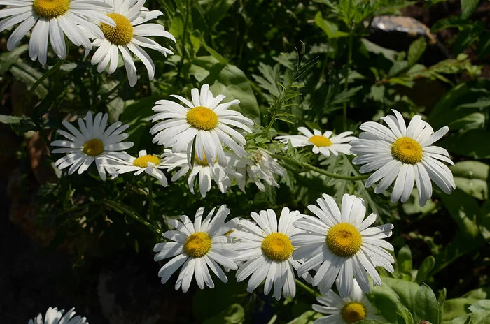 Chamomile - My, Дальний Восток, The photo, Amur region, Blagoveshchensk, Flowers, Macro photography