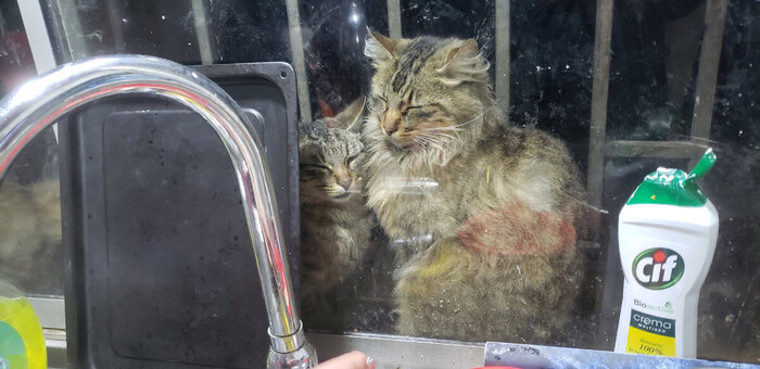 Кошки за окном