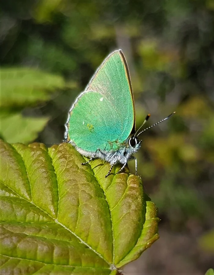 Wings - pure emerald - My, Butterfly, Insects, Macro photography, Mobile photography, Green, Spring, Lepidopterology, Entomology, Longpost