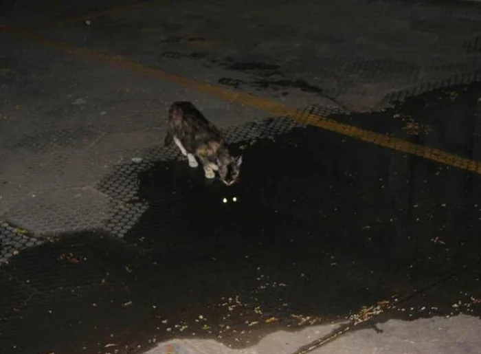 Well hello, abyss, will you have some fish? - cat, Reflection, Puddle