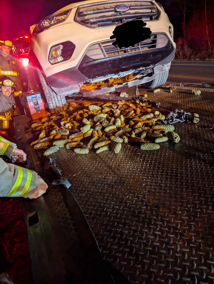 Bookmark - Squirrel, Tow truck, Cones, Rodents, Humor