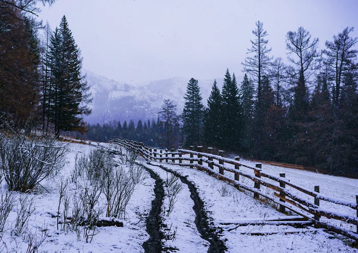 Snowy forest - My, Road, Altai Republic, Snow, The photo, Village