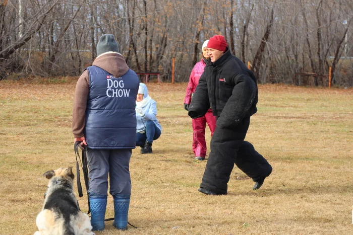 Дрессировка собак в Омске ОЦССС 03.11.2024 - Собака, Щенки, Омск, Дрессировка, Оцссс, Друг, Забота, Доброта, Собаководство, Друзья, Длиннопост