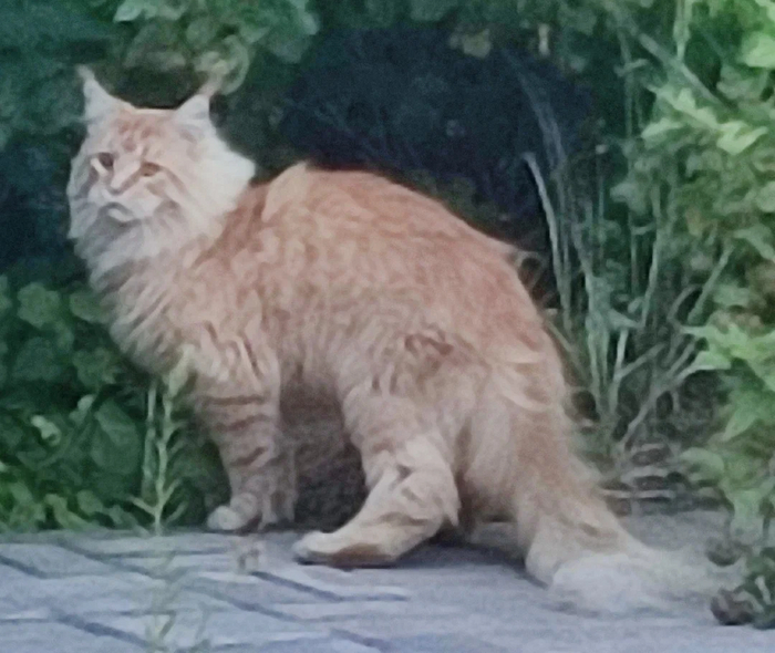 ���������� ����, ��������� �� ���������� ������. ���� � ����� ������ � �������.