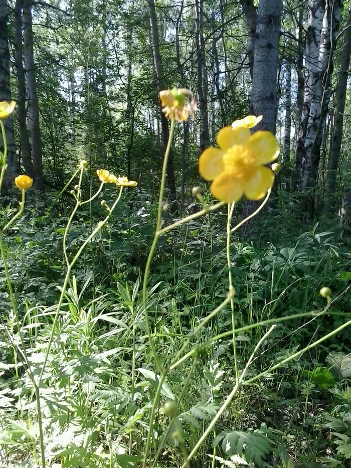 June. Flowers in the wild forest - My, The photo, Flowers, Summer, Forest