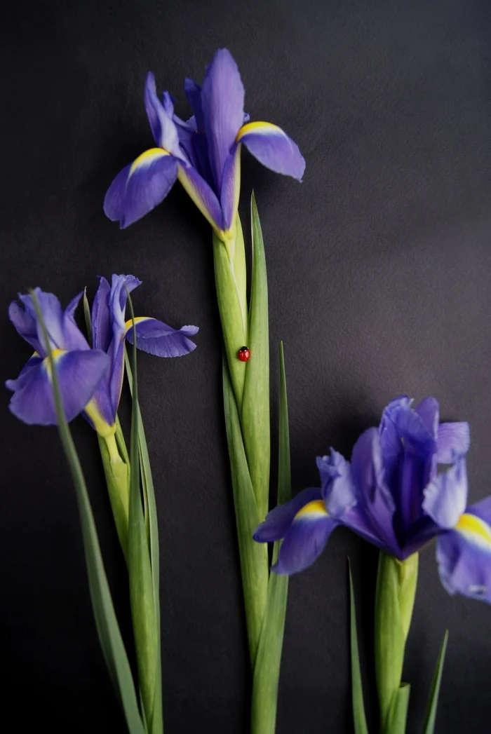 Mini brooch Cow made of polymer clay - My, ladybug, Irises, Longpost