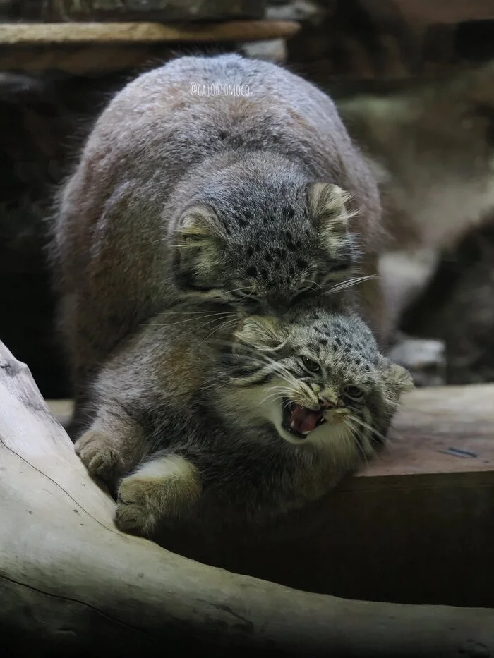 Get lost!!! I'm not going to any Auchan!! Let me sleep! - Wild animals, Zoo, Predatory animals, Cat family, Pallas' cat, Small cats, Animal games