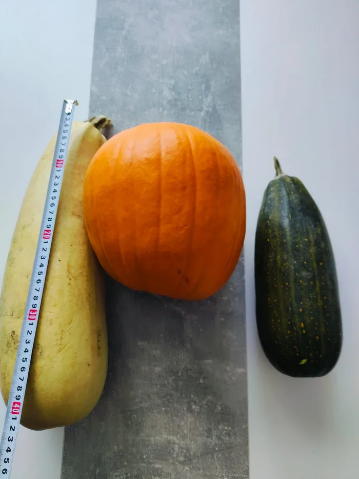 Country - My, Zucchini, Pumpkin, Garden, Harvest, Vegetables, Dacha, Autumn, Gardening, Food, Recipe, Peekaboo, Presents, Mobile photography, Longpost