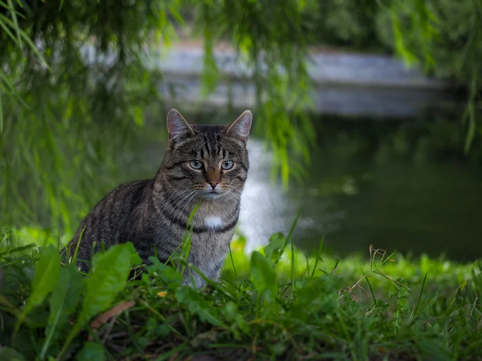 Парковый кот, Санкт-Петербург - Моё, Кот, Olympus, Санкт-Петербург