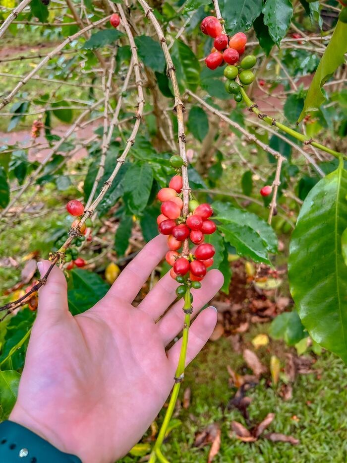 Раньше я думал, что кофе растет в офисной кофемашине