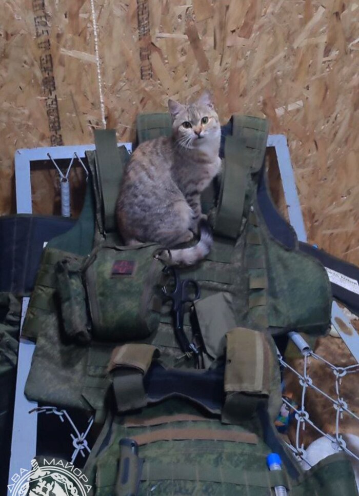 Фронтовые котики