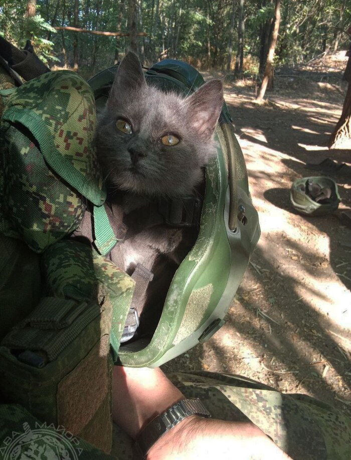 Фронтовые котики