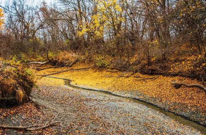 A stream... - My, The photo, Nikon, Nature, Landscape, Autumn, Brook