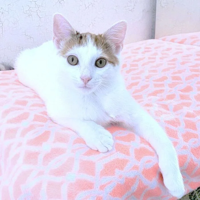 Three-colored Alice, adventure girl (5 months) is looking for a loving family! - My, In good hands, Cat lovers, Kittens, cat, Moscow, Moscow region, No rating, Longpost, I will give, Is free, Kindness, Care, Fluffy, Small cats, Pets, Pet the cat, Video, Vertical video, Tricolor cat, Good league