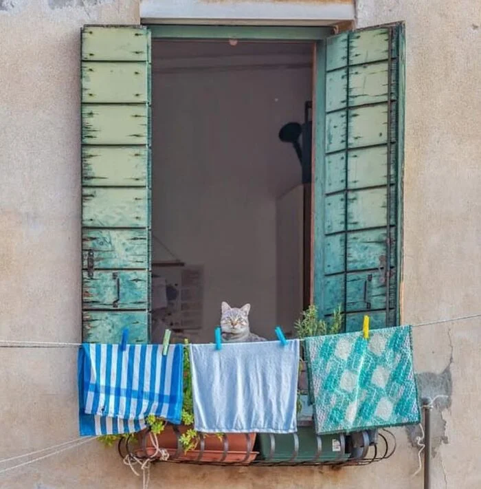 Cat in blue - cat, blue, Blue, Window, The photo