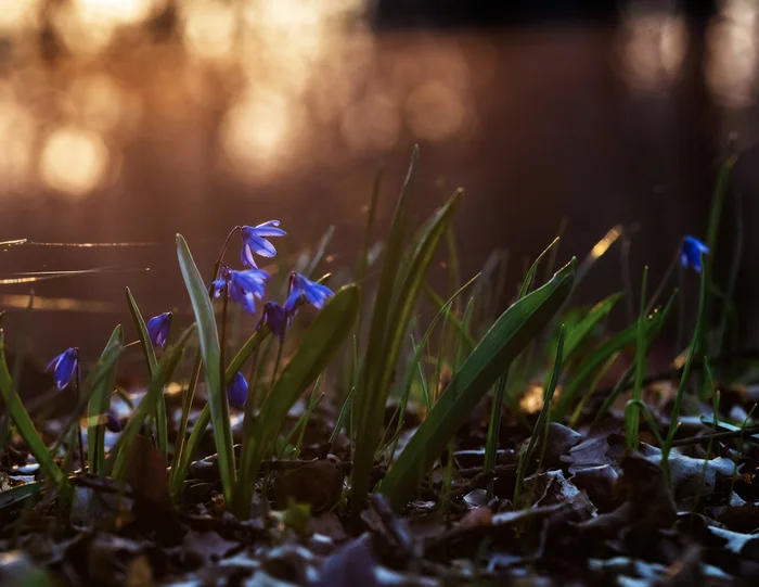 Bluebells - My, Proleski, Spring, Bloom, Rostov region, The photo