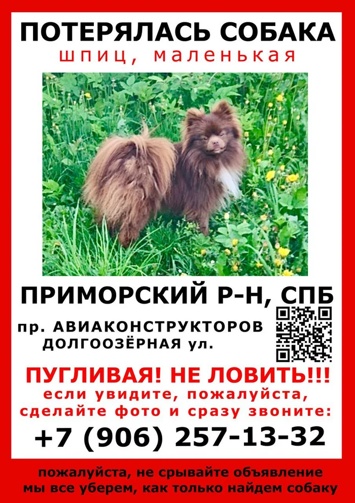 Dog missing St. Petersburg - Lost, Saint Petersburg, The dog is missing, Search for animals, Spitz, Announcement, Telegram (link), Dog