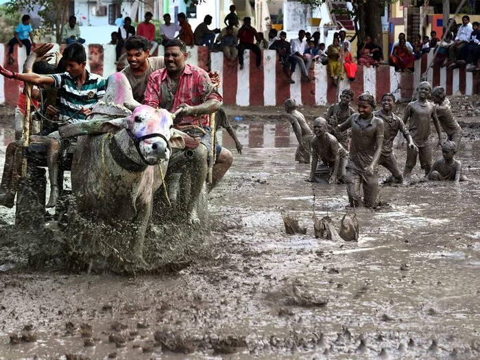 Pidakal Samaram Festival in India - India, The festival, Traditions, Manure, The culture, Longpost