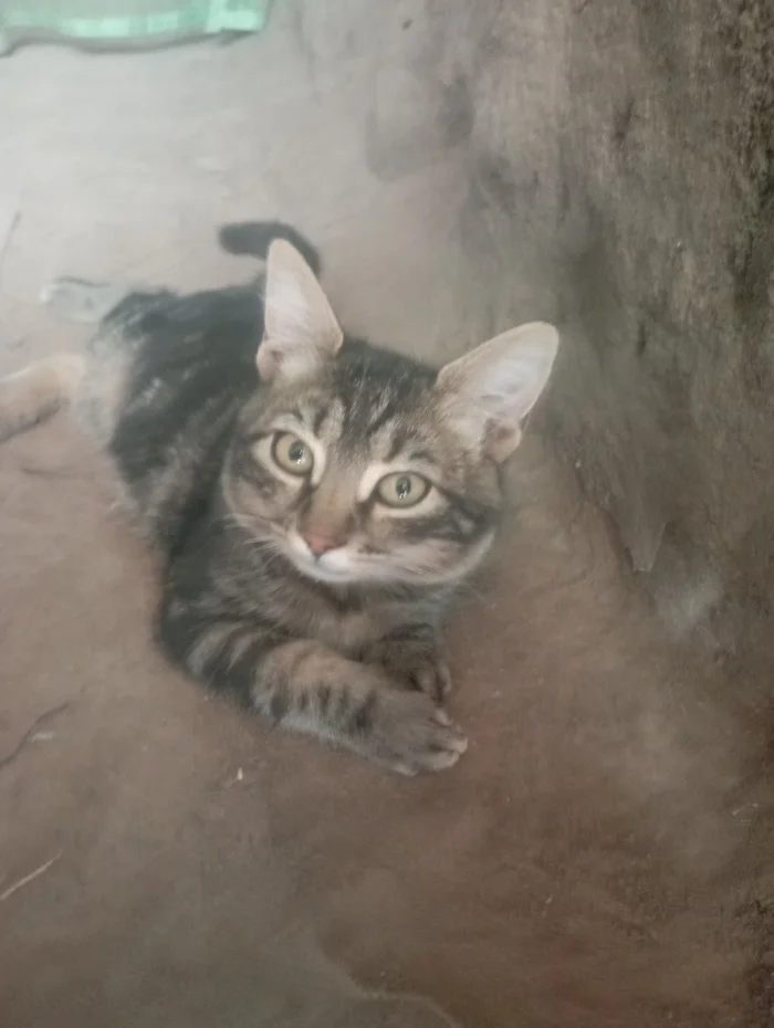 A fighter with the call sign coconut - Animals, Front, trench life, cat, The photo