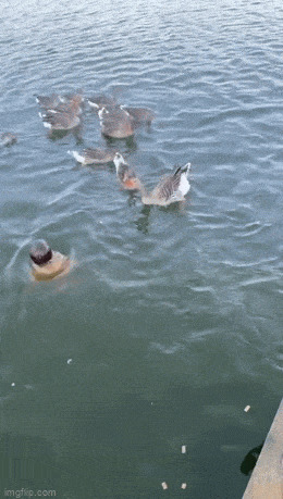 Пестрая подборка гифок на водную тематику Вода, Гифка, Ассорти, Длиннопост