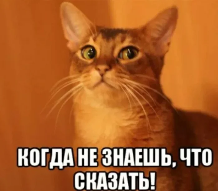 You've done something bad and now you're being lectured - Humor, Picture with text, A life, cat, Memes