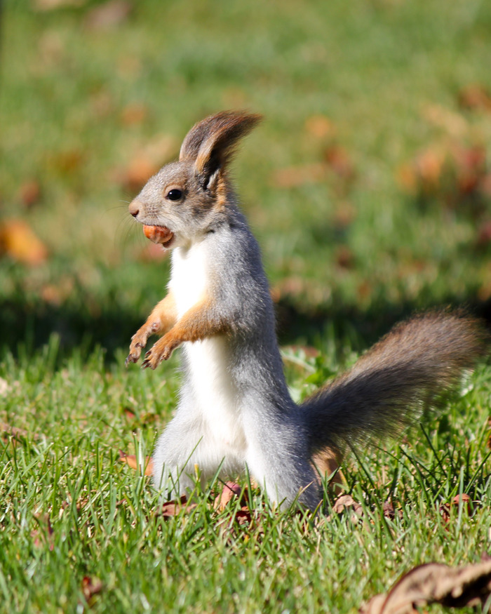 Привет, этой мой орех!