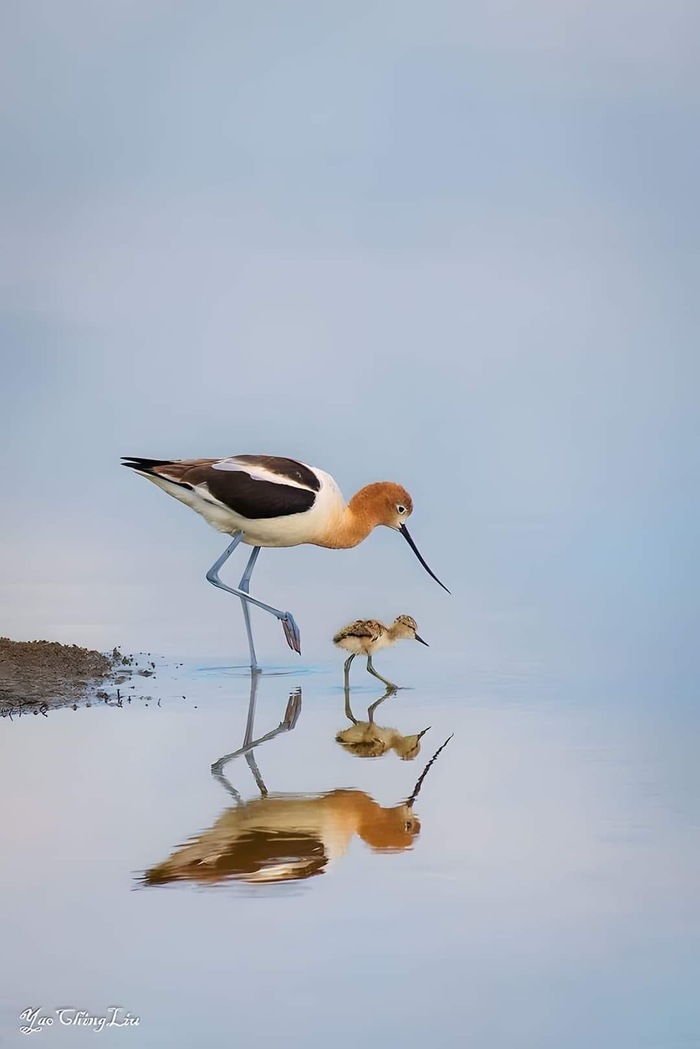   , 