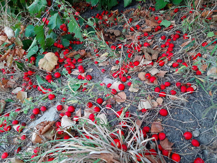 Hawthorn - My, The photo, Nature, Autumn, Hawthorn