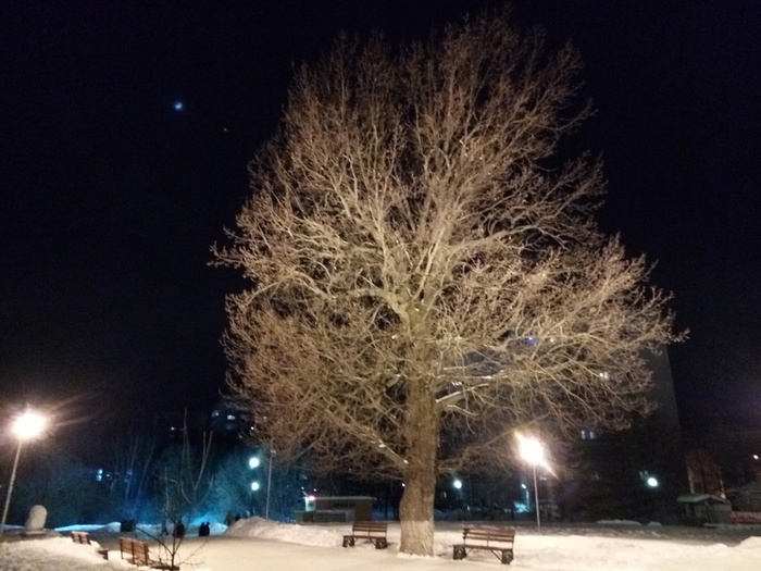 Старый дуб у Государственной филармонии Костромской области, памятник природы.