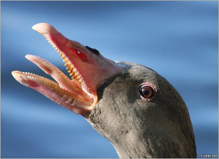 Зубы на клюве, зубы на языке, как теперь адекватно воспринимать гусей?